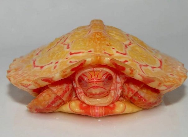 ta4.jpg?resize=412,232 - Découvrez à quoi ressemble des tortues albinos, un animal incroyable et époustouflant !