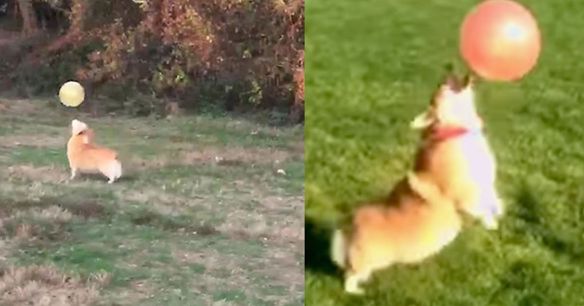 the video of a dog playing with the balloon like a professional is amazing to watch.jpg?resize=412,275 - This Dog Played With A Balloon Like A Professional As He Made Sure The Balloon Never Touched The Ground