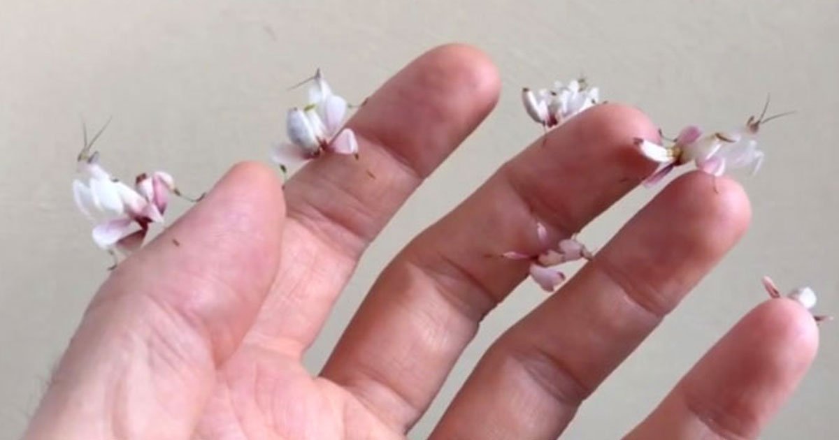 tiny orchid mantis.jpg?resize=1200,630 - Vidéo incroyable de minuscules mantes orchidées reposant sur la main d'un humain
