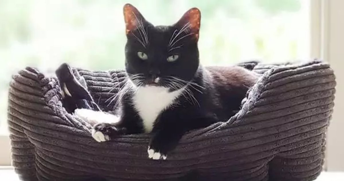 toby4.png?resize=412,275 - Toby The 'Loneliest Cat' Is Facing Another Christmas Without An Owner