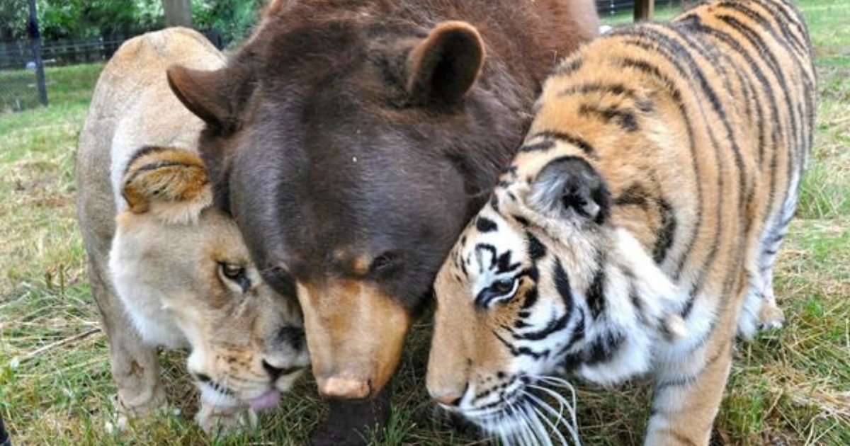 trio7.png?resize=1200,630 - Bear, Lion And Tiger Were Rescued As Cubs, They Became Best Of Friends
