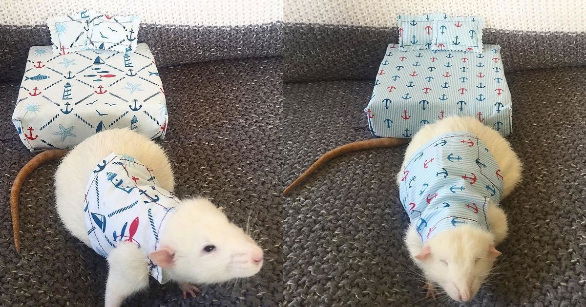 untitled 1 11.jpg?resize=1200,630 - Une femme crée des matelas et des pyjamas pour les rats