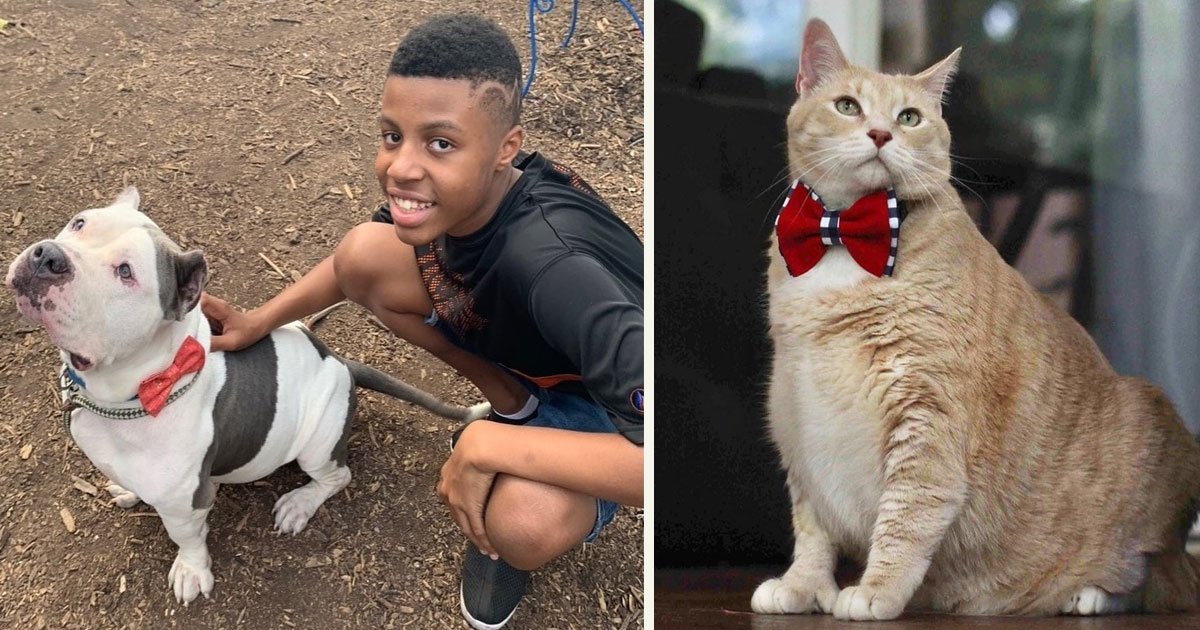 untitled 1 43.jpg?resize=1200,630 - A 12-Year-Old Boy Designs Bow Ties To Help Shelter Animals Find A Loving Home