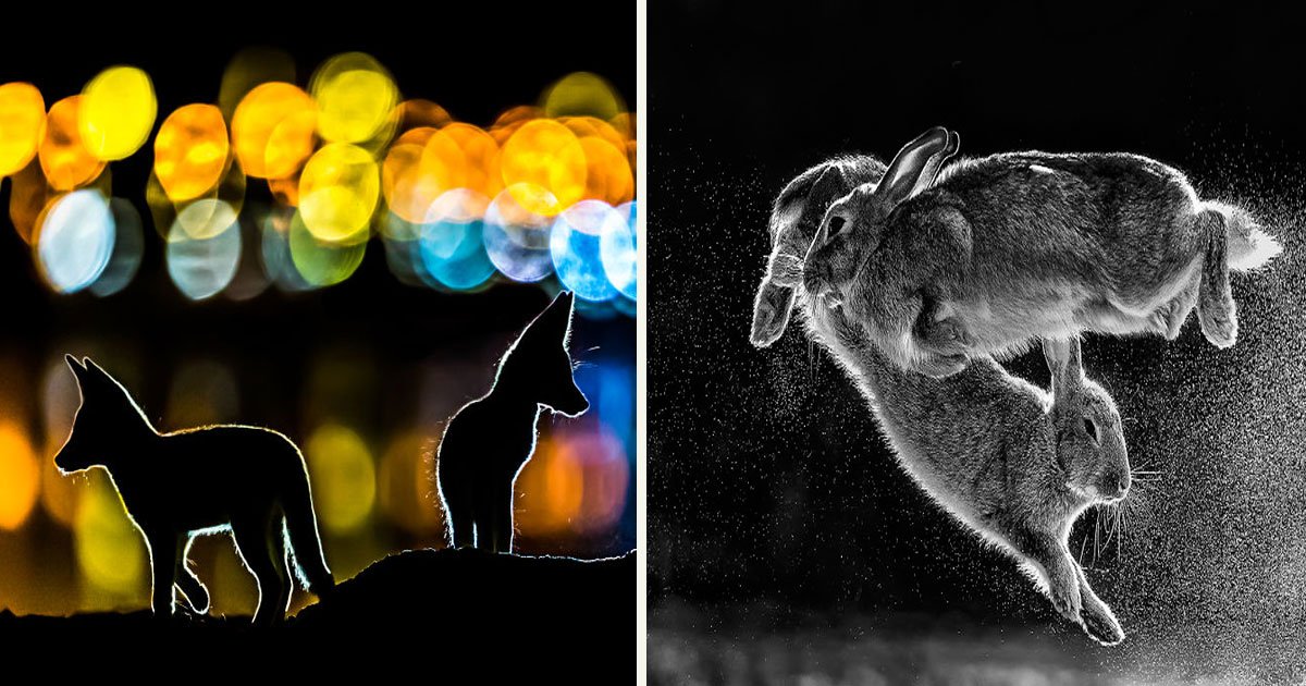 untitled 1 75.jpg?resize=412,275 - Breathtaking Pictures From The 2019 Nature Photographer Of The Year