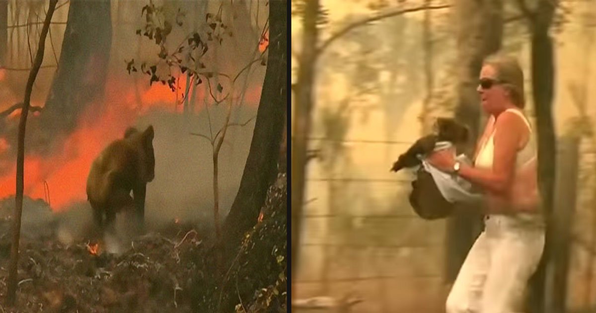untitled 1 78.jpg?resize=1200,630 - Courageous Woman Risked Her Own Life To Save A Koala From The Bushfire In Australia