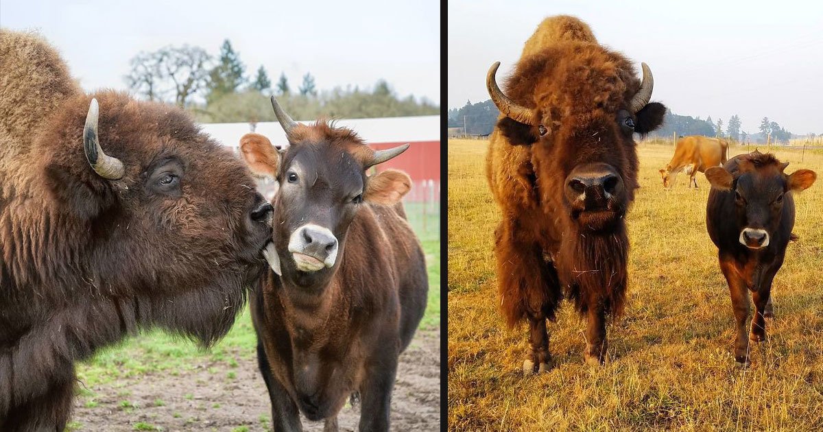 untitled 1 84.jpg?resize=1200,630 - A Bison Who Was Blind And Lonely Found Her First Ever Friend After Spending Many Years Alone