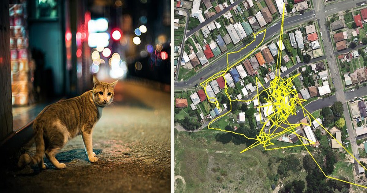 untitled 5 4.jpg?resize=412,275 - GPS Trackers Revealed Cats' Adventures During The Night