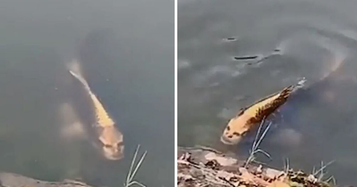 untitled design 1 2.png?resize=412,275 - People Spotted a Fish With a Human Face and Freaked Out About it