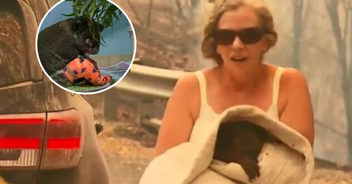 untitled design 100 1.png?resize=412,275 - Lewis The Koala Who Was Rescued From Wildfires By Kind Stranger Passed Away