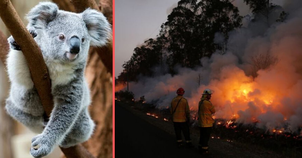 untitled design 2 1.png?resize=1200,630 - An Estimated 350 Koalas May Be Dead: Uncontrollable Bush Fires Was Declared A National Tragedy