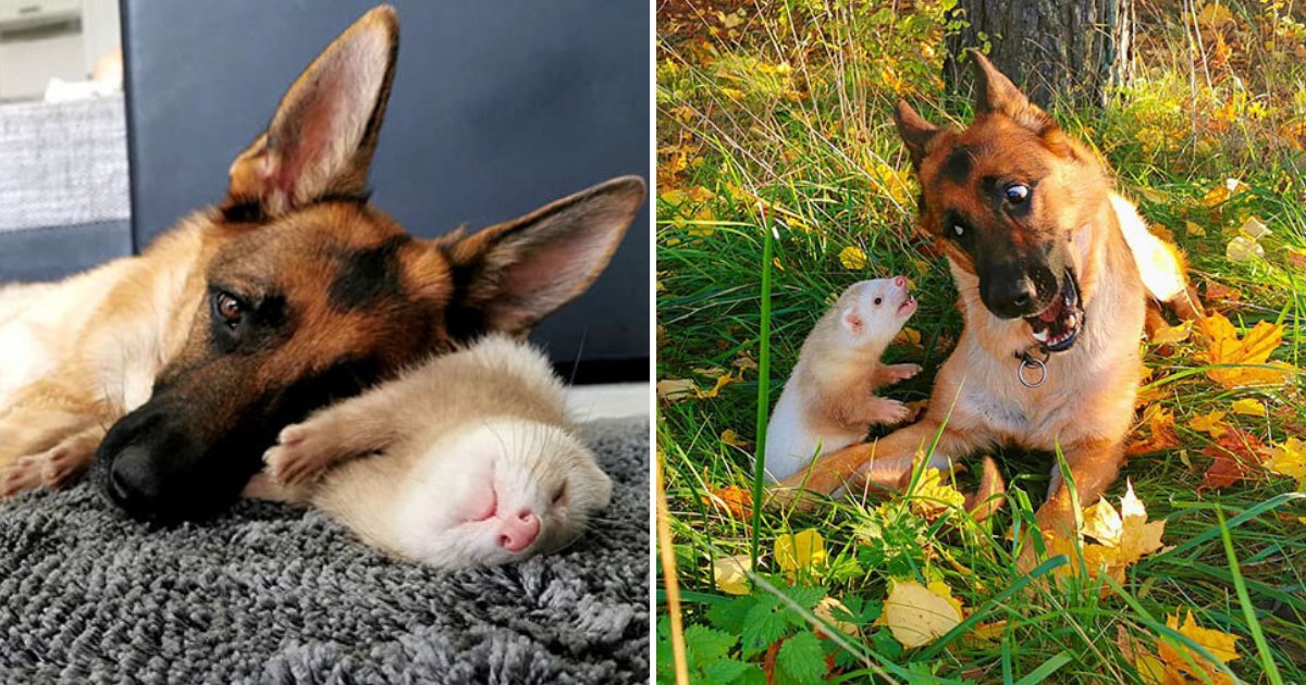 untitled design 2019 11 10t134221 359.png?resize=412,232 - German Shepherd And Ferret Make Unlikely Best Friends