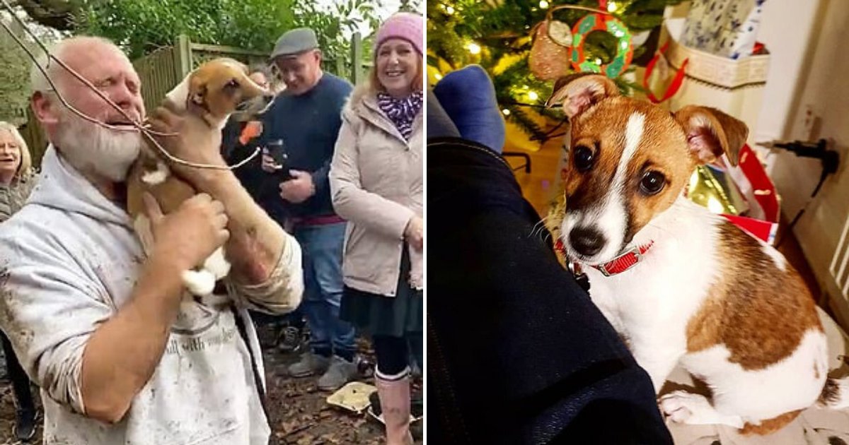 untitled design 2019 11 28t230846 743.png?resize=412,275 - Sweet Moment Tearful Dog Owner Was Reunited With His Lost Dog