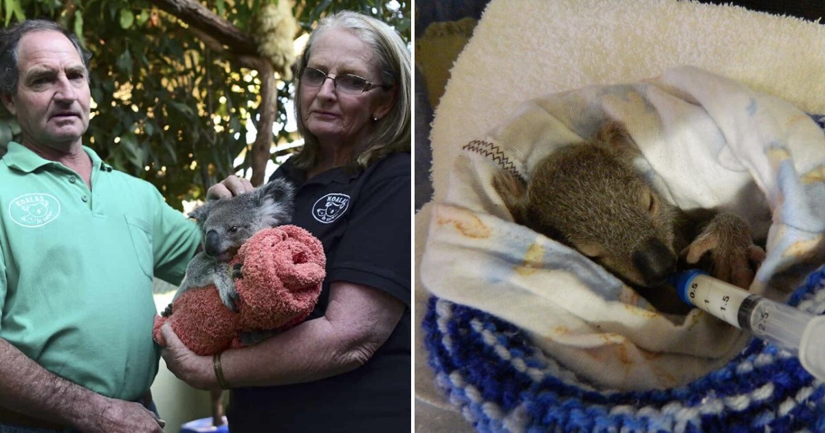 untitled design 22.png?resize=412,275 - Husband And Wife Are Taking Care Of Dozens Of Injured Koalas At Their Home