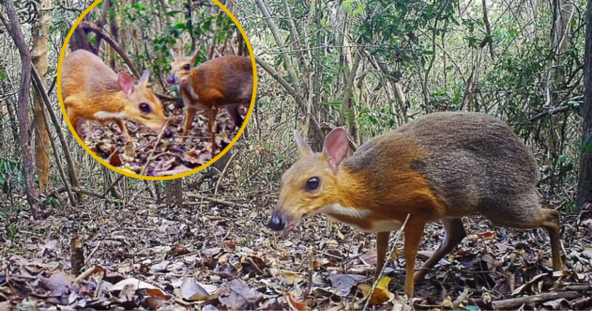 untitled design 4 1.png?resize=412,275 - Tiny Deer Species Thought To Be Extinct Spotted Once Again