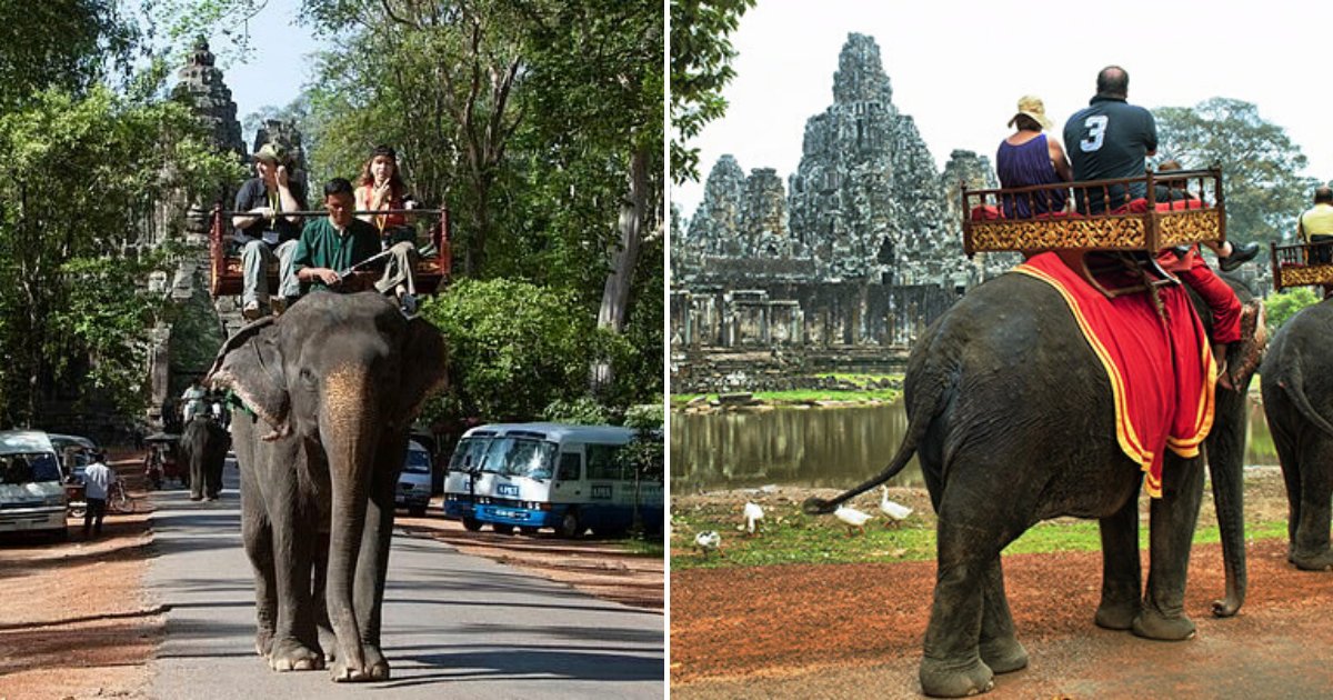 untitled design 40.png?resize=1200,630 - Les autorités cambodgiennes ont interdit les promenades à dos d'éléphants et ont promis de fournir un nouveau foyer aux animaux plus âgés