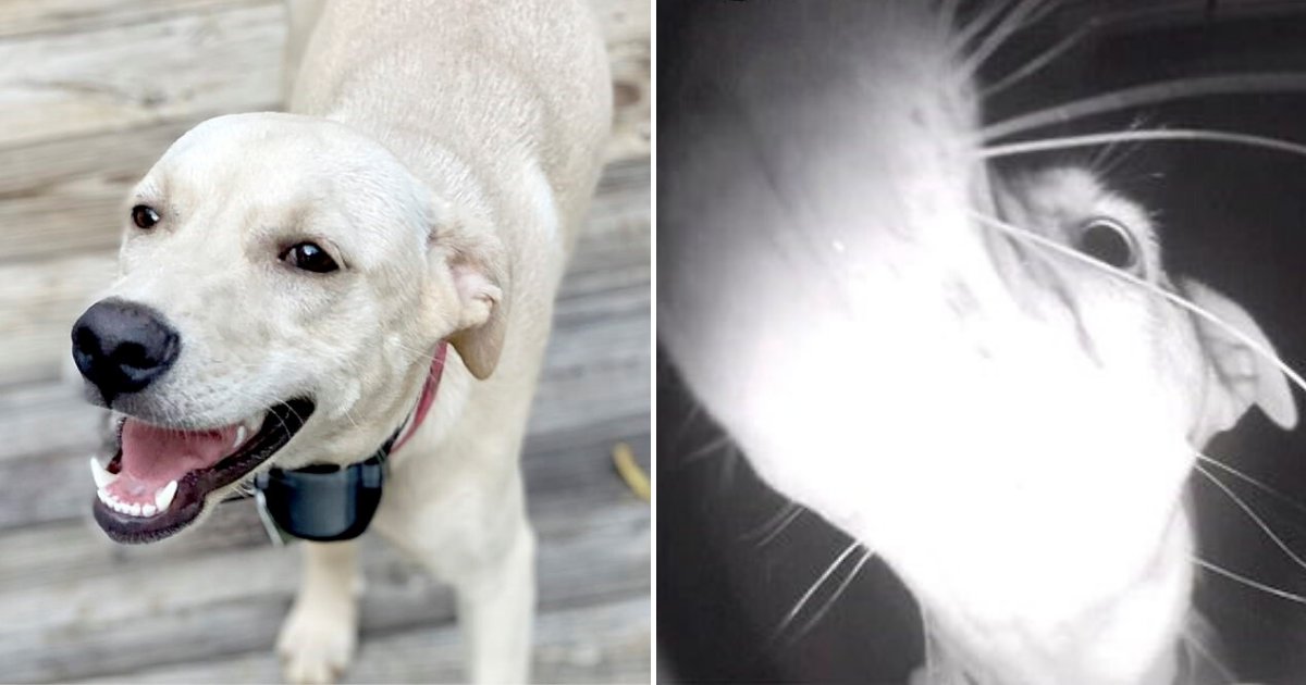 untitled design 62.png?resize=412,275 - Smart Dog Rang The Doorbell After Family Accidentally Locked Her Outside The House