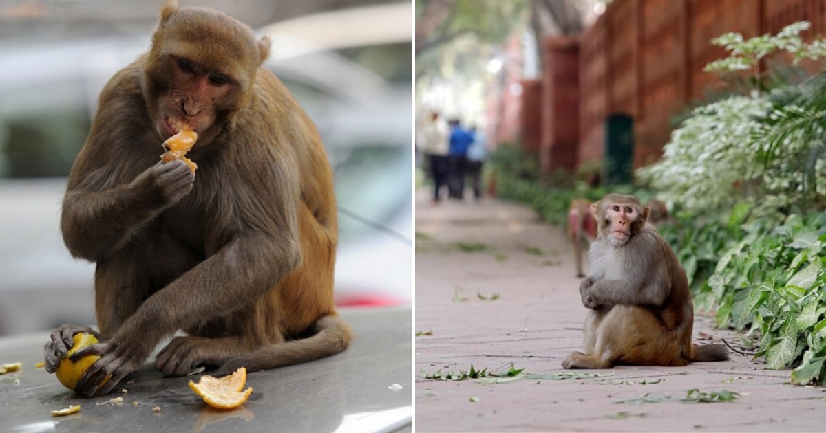 untitled design 85 1.png?resize=412,275 - Rogue Monkeys Continue To Invade Homes And Harass People In Search Of Food