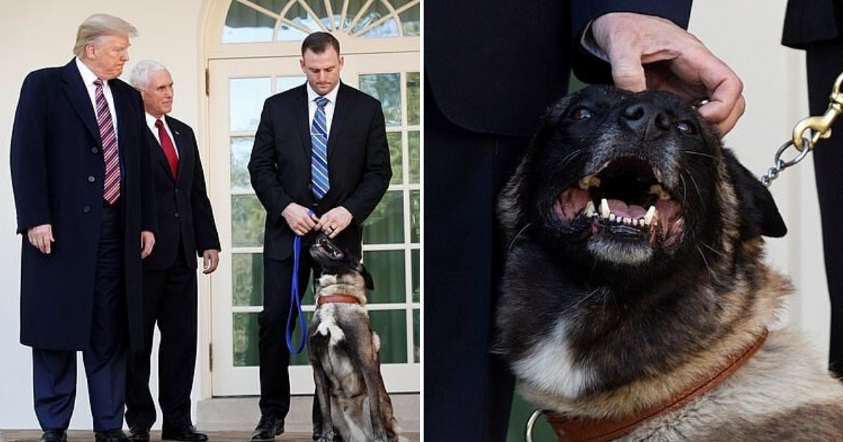 untitled design 91 1.png?resize=412,275 - President Trump Honored Hero Dog Conan At A White House Ceremony