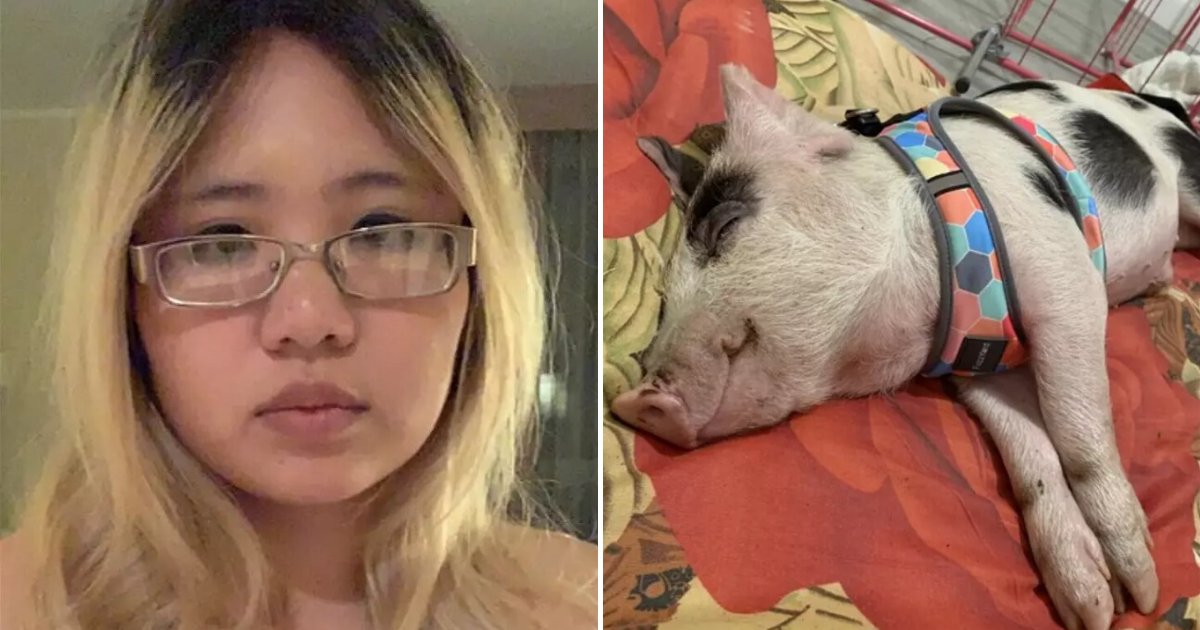 untitled design 95.png?resize=412,275 - Woman Kicked Out Of Her Home After Rescuing A Pig And Keeping It In Her Flat
