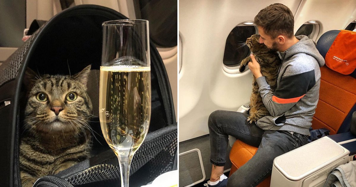 victor6.png?resize=412,275 - Guy Got Punished By Airline After Sneaking An Overweight Cat On Board A Plane