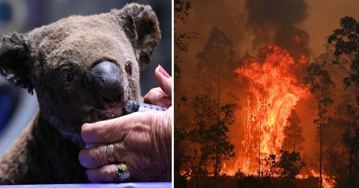 vvvsdf 1.jpg?resize=412,275 - Koalas Are Getting Treatment For Burns And Dehydration Which They Caught From Australia’s Deadly Forest Fire