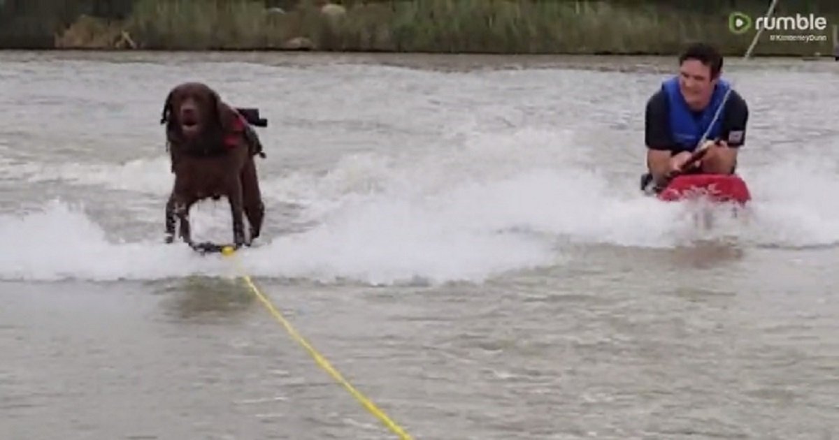 w3 1.jpg?resize=1200,630 - Water-Skiing Labrador Is Able To Keep Up With His Owners Like A Boss