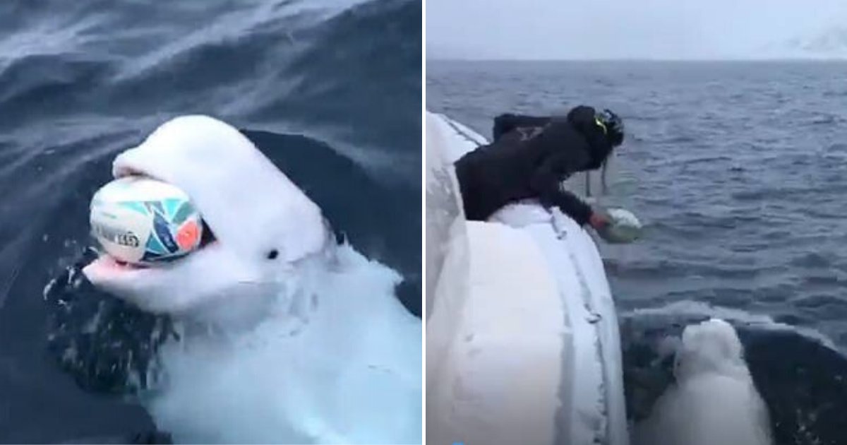 whale6.png?resize=412,275 - People Think The Whale Who Was Seen Playing Catch In Viral Video May Be A Russian Spy