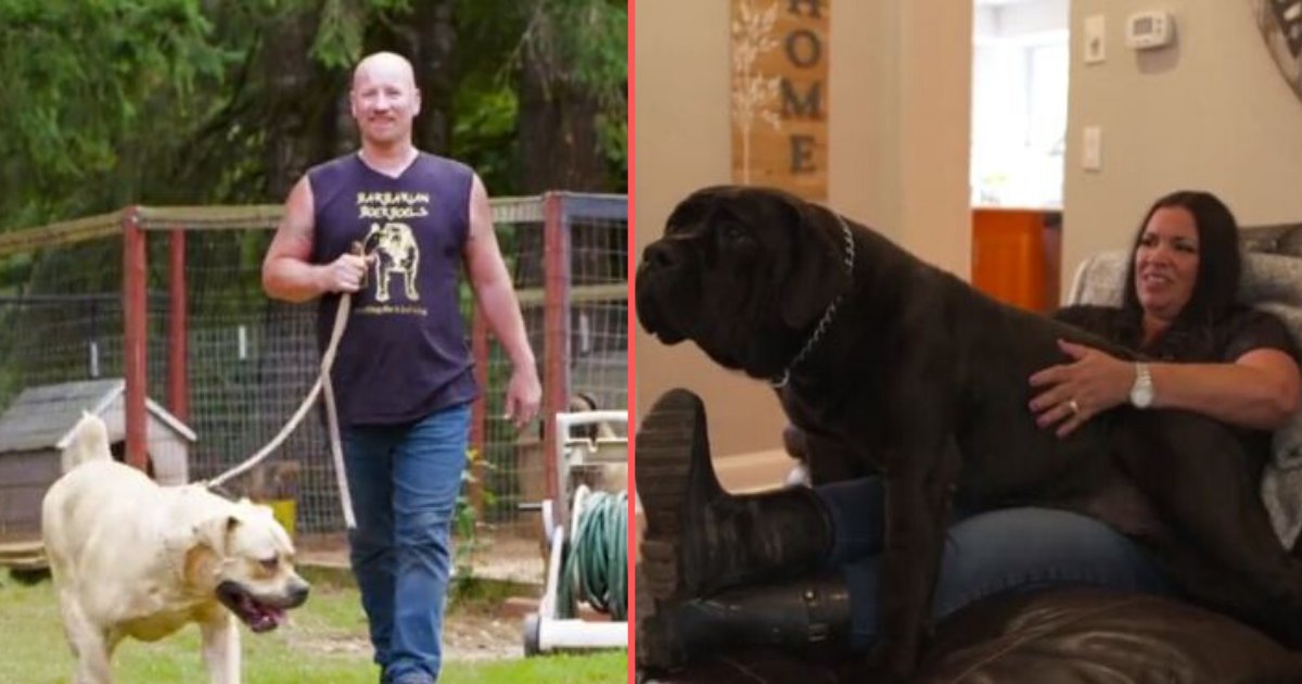 y 4.png?resize=1200,630 - Boerboels are The Real War Dogs, Says Barbarian Boerboels