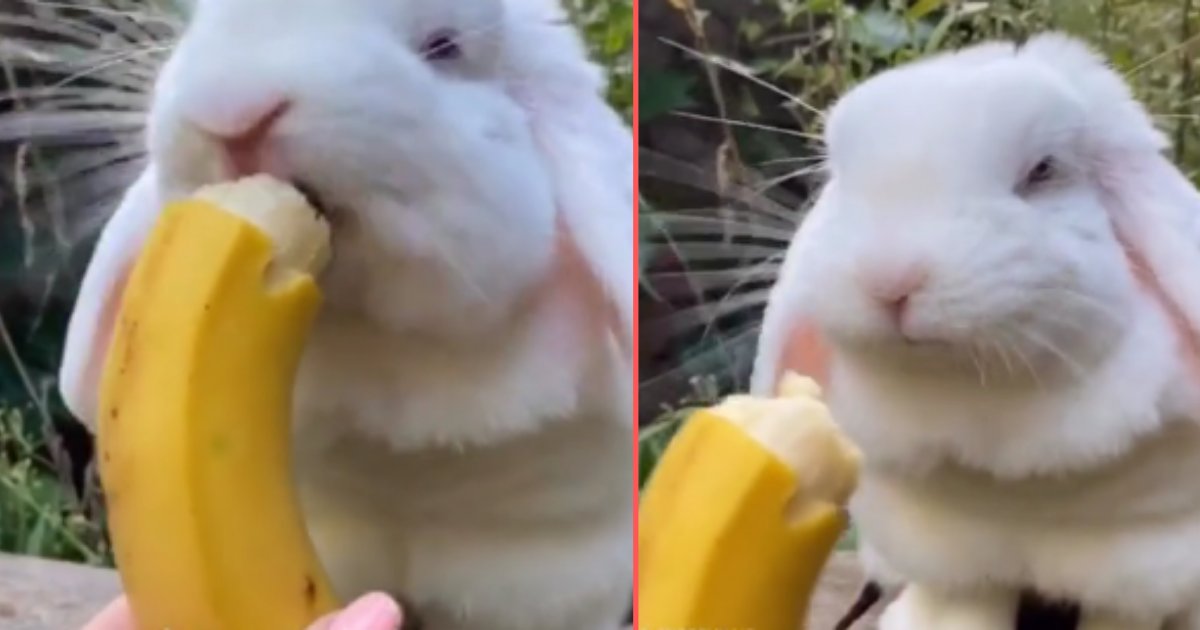 y2 1.png?resize=1200,630 - Adorable Bunny Scarfs Down A Banana For His Meal