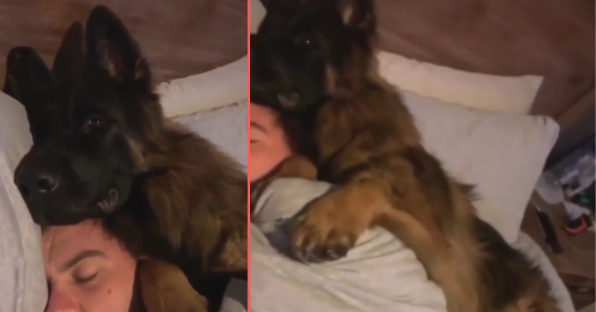 y3 1.png?resize=1200,630 - German Shepherd Loves Snuggling With His Owner