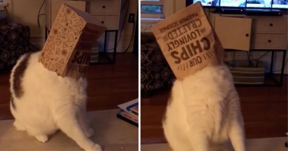 y3 4.jpg?resize=412,232 - Hungry Cat Gets A Bag Stuck On Its Face While Looking For Food