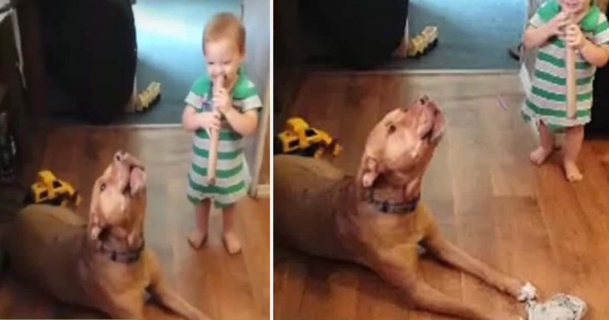 y3 7.jpg?resize=412,275 - Un Pit Bull devient complètement fou et se met à chanter avec un bébé