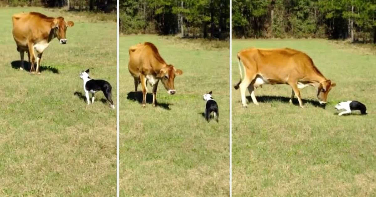 y3 8.jpg?resize=1200,630 - Boston Terrier Comes Across A Cow and Their Interaction Is Priceless