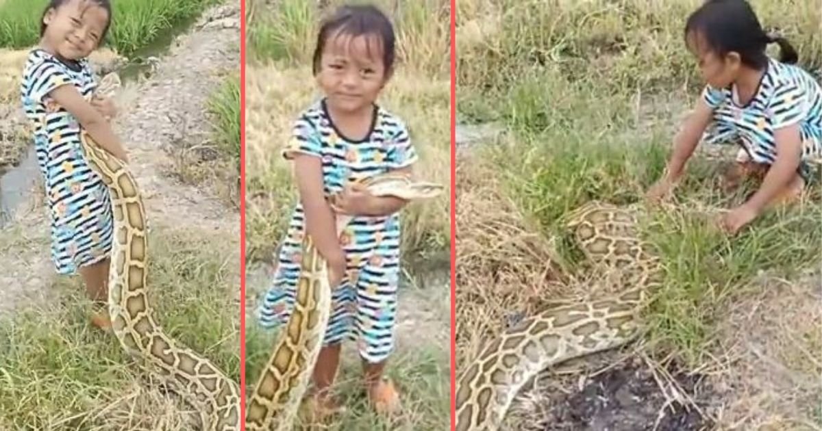 y4 1.jpg?resize=1200,630 - 3 Year Old Toddler Fearlessly Plays With A 5-Meter Long Python