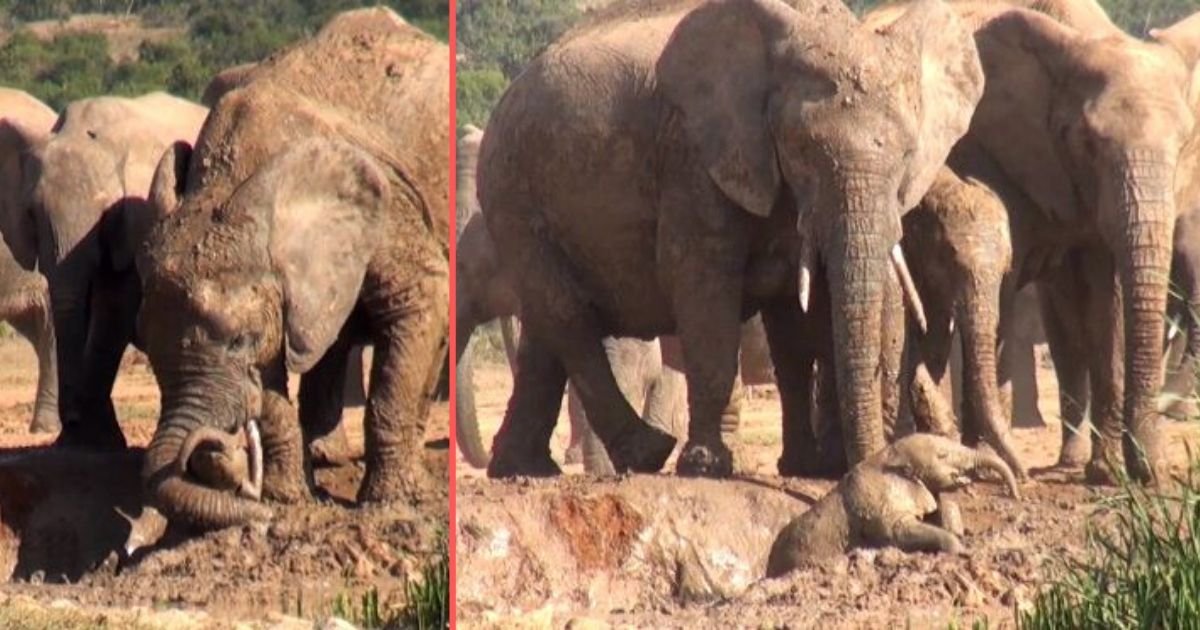 y5 1.jpg?resize=412,275 - Mother Elephant Rushes to Rescue a Baby Elephant After Listening to His Cries