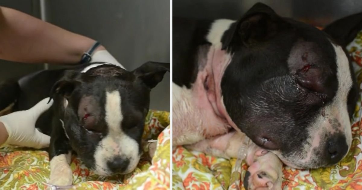 y5 4.jpg?resize=412,232 - 5 Month Old Puppy Survived After Severe Injuries Caused During An Illegal Dog Fight
