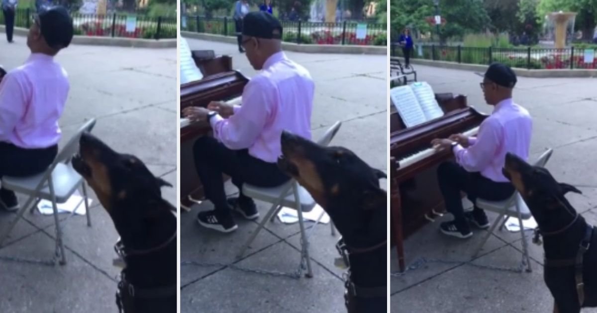 y5.jpg?resize=1200,630 - Doberman Sings Along With Pianist During Epic Public Performance