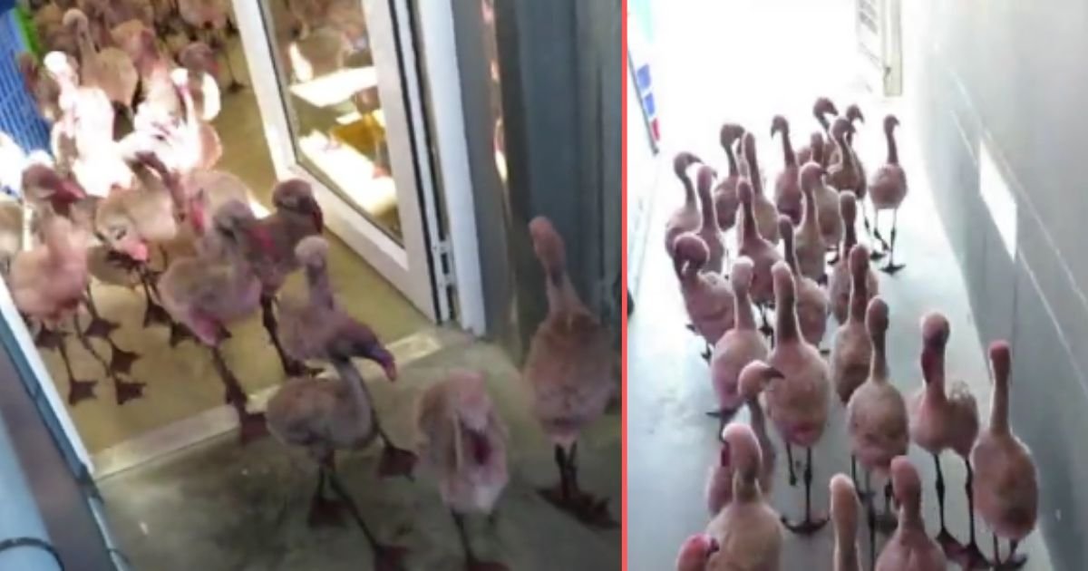 y6 1.jpg?resize=412,275 - Adorable Parade of Baby Flamingos Will Melt Your Heart