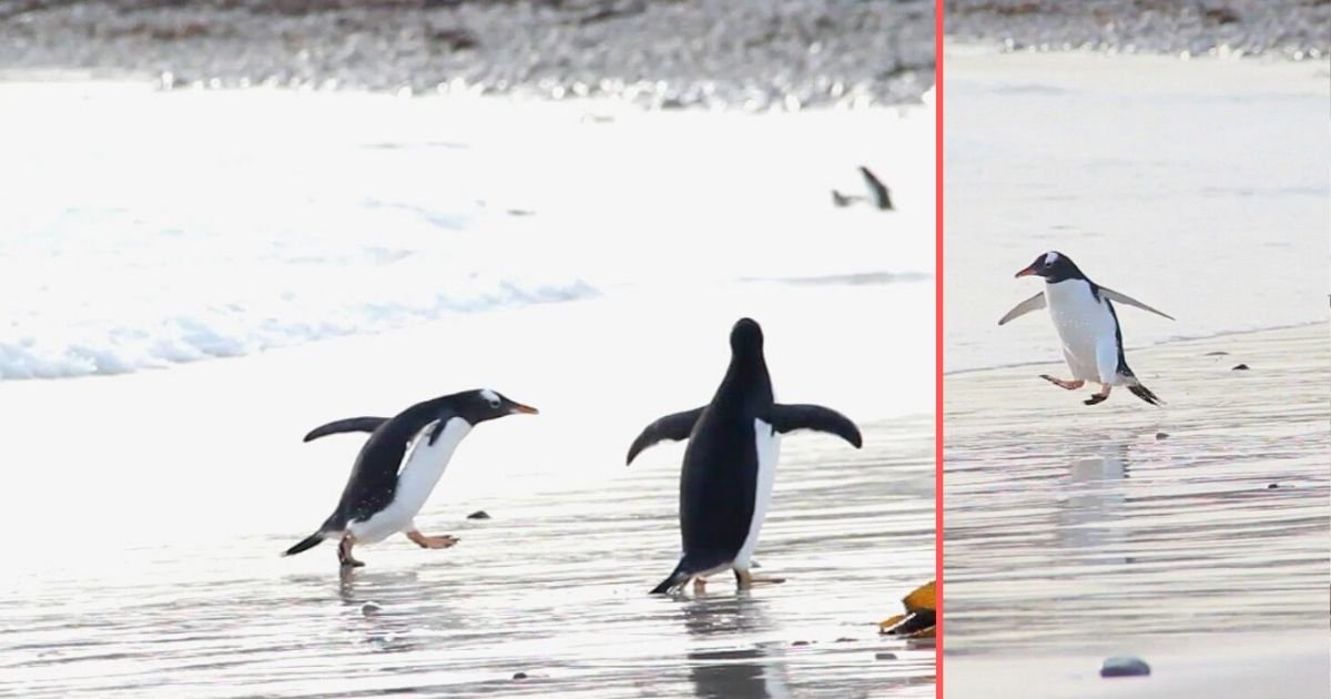 y6 3.jpg?resize=1200,630 - Penguin Reacts Hilariously After Touching Ice-Cold Water