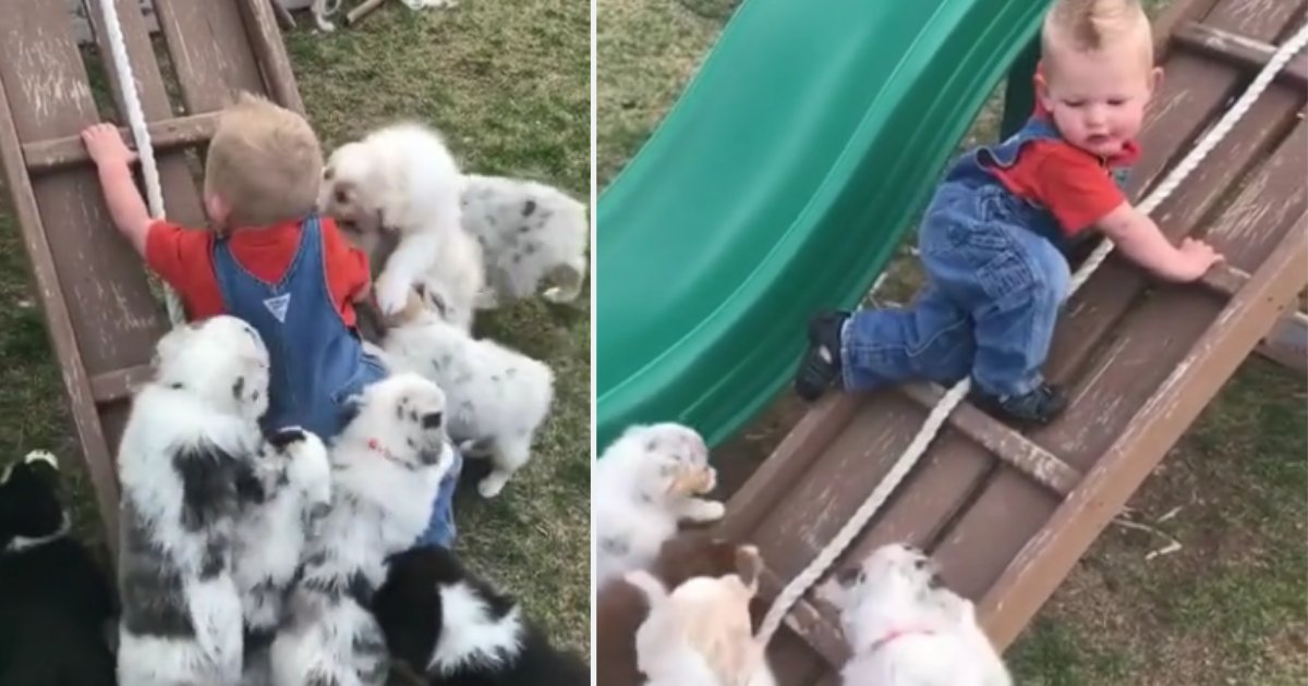 1 13.png?resize=1200,630 - Toddler Competed In A Crawling Race With Pups and Won