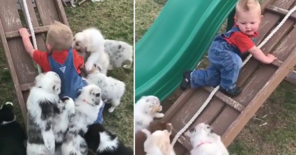 1 13.png?resize=412,275 - Toddler Competed In A Crawling Race With Pups and Won