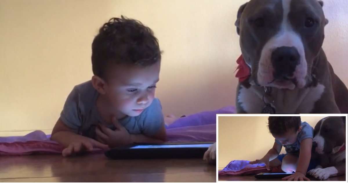 1 17.png?resize=1200,630 - Family Pit Bull Is Jealous of The New iPad His Best Friend Got