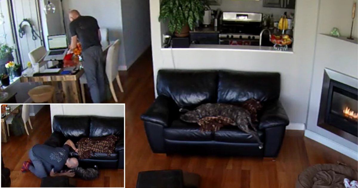 1 22.png?resize=412,232 - The Dog is Too Sleepy to Get Up Even After He Fell From The Sofa In The Most Hilarious Way