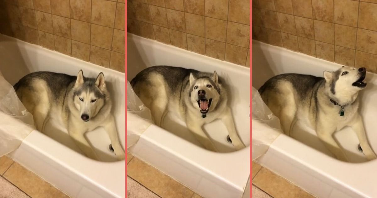 1 24.jpg?resize=1200,630 - Husky Does Not Want to Get Out of The Bathtub