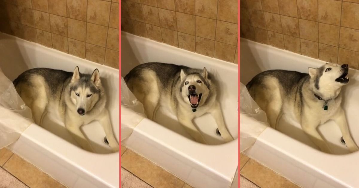 1 24.jpg?resize=412,275 - Husky Does Not Want to Get Out of The Bathtub