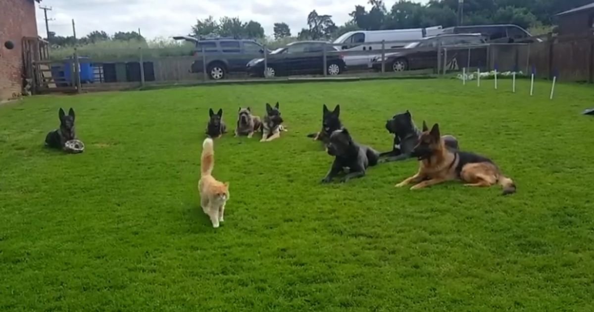 1 25.jpg?resize=412,275 - Music Entices K9’s Pack From The Sight of a Cat
