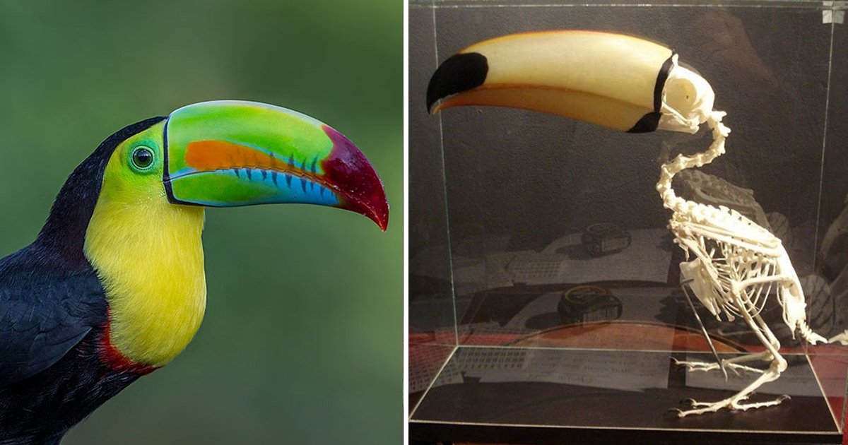 1 256.jpg?resize=412,275 - People Are Sharing Some Weird Yet Interesting Facts About Toucans