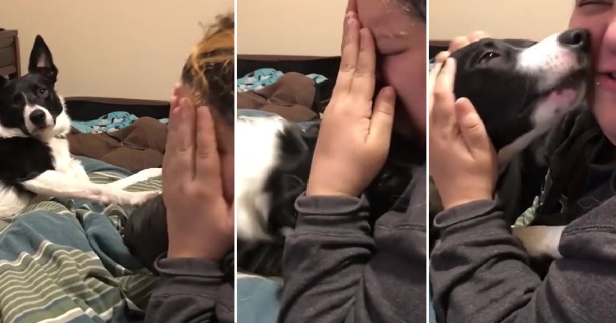 1 46.png?resize=412,275 - A Cute Little Dog Consoles The Owner From Crying