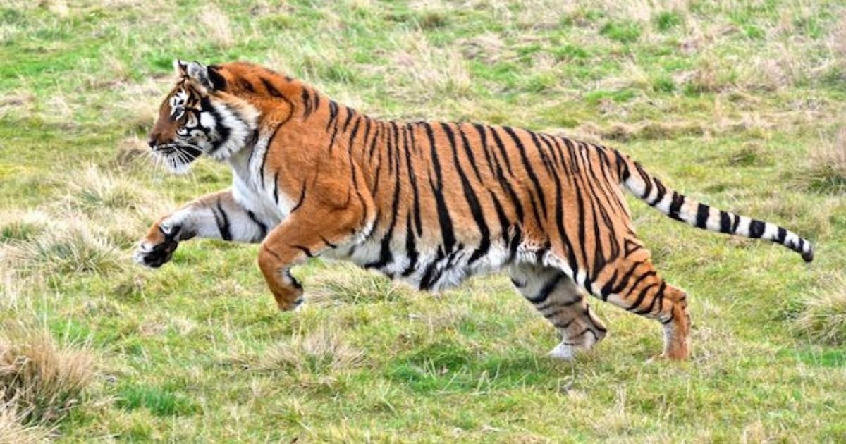 1 52.jpg?resize=412,275 - Tiger Traveled 808 Miles, Making It the Longest Walk Ever Recorded