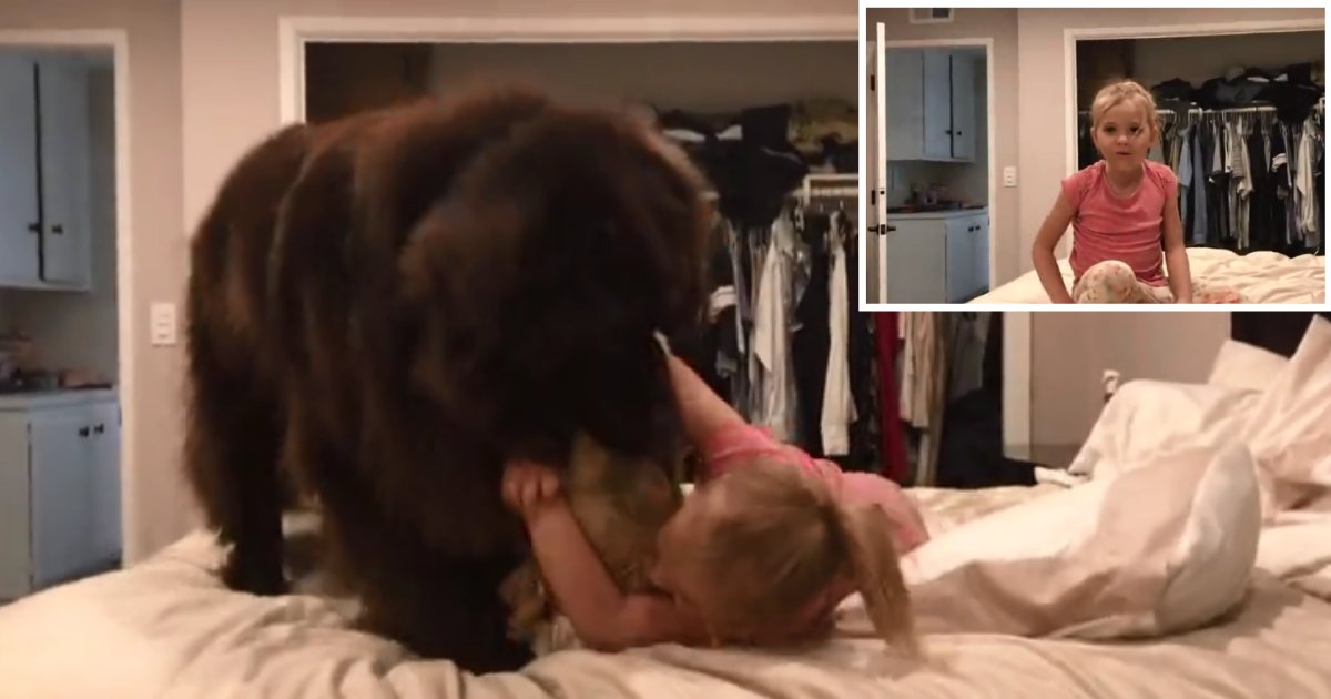 1 53.png?resize=1200,630 - A Baby Girl and Her Newfoundland Dog Get Into An Adorable Pillow Fight